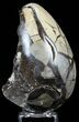 Septarian Dragon Egg Geode - Black Crystals #57433-2